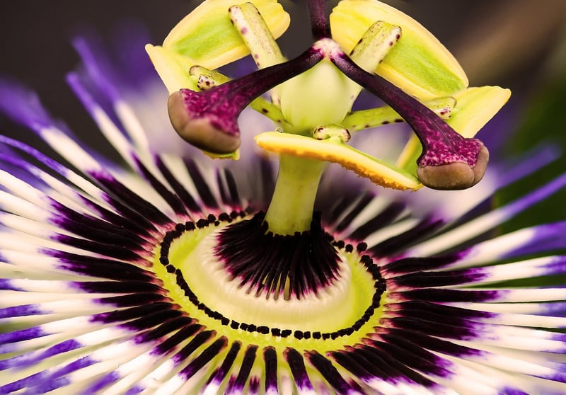 Exotic Flowers