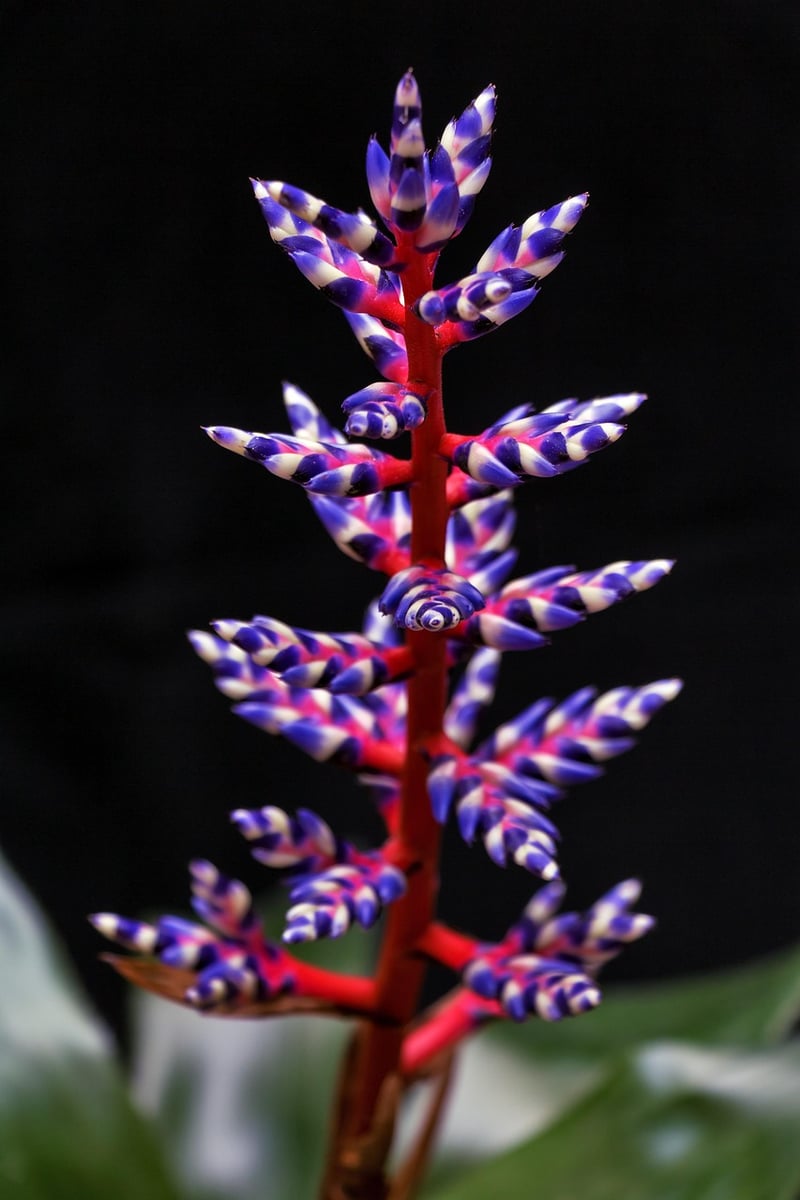 Bromeliad